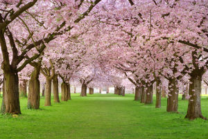 Cherry Trees in Cherry Hill, NJ