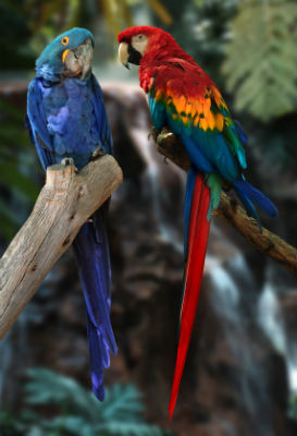 parrots at Pittsburgh aviary