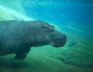 Genny, a hippo at Adventure Aquarium Hippo at aquarium in Camden, NJ