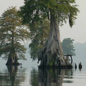 Great Dismal Swamp Cypress Trees