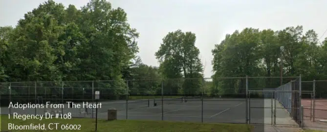 adoption agency in Newington, CT near mill pond park
