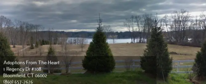 adoption agency in Salisbury, Connecticut near lake