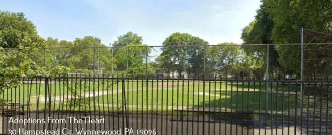 adoption center in Brewerytown, PA near athletic square park