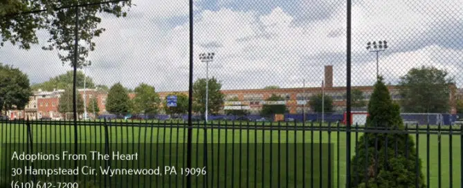 adoption center in Fishtown, Pennsylvania near hetzell playground