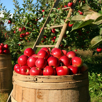 barrels of apples