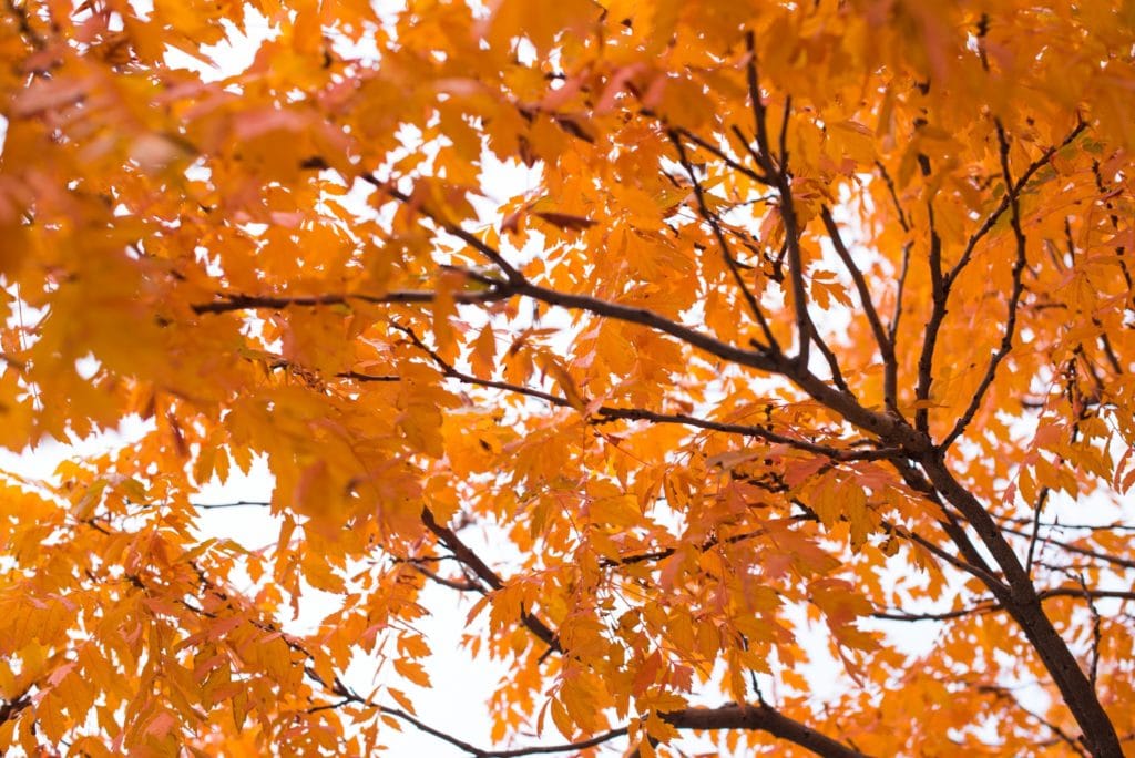 Leaves falling