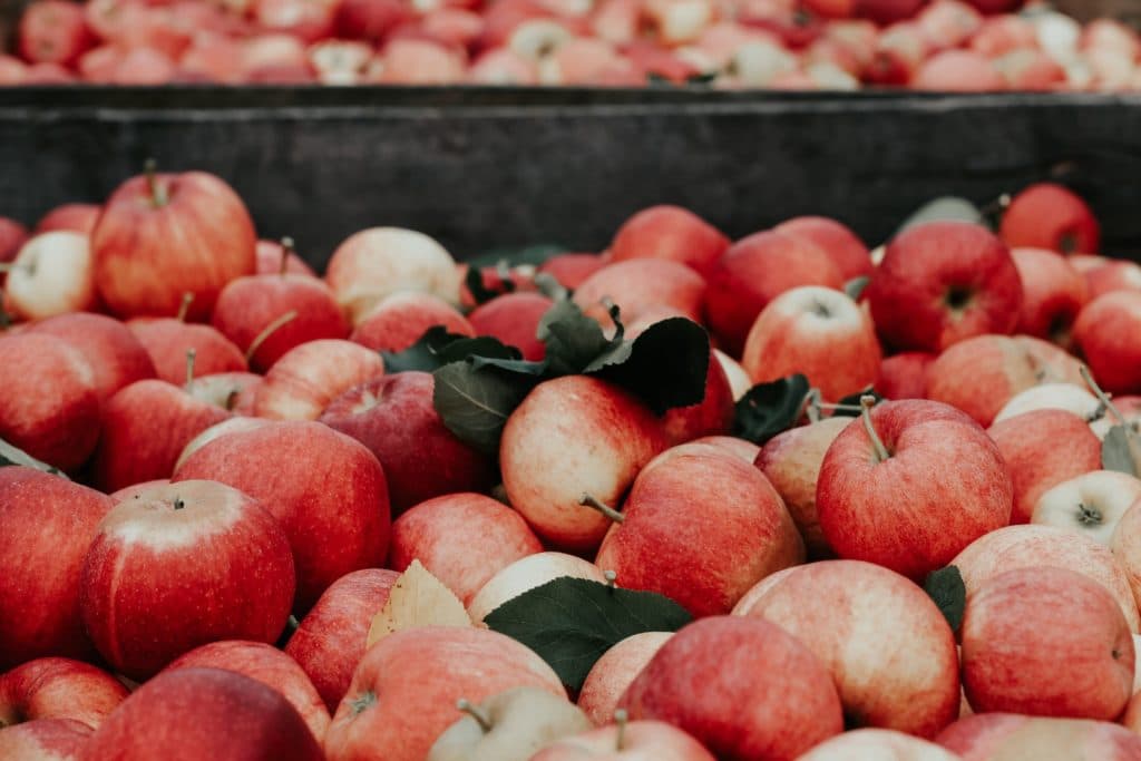apple picking
