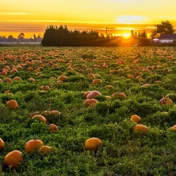 pumpkin patch