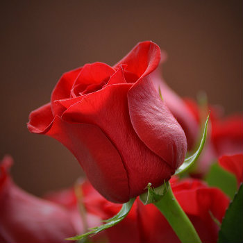 red rose